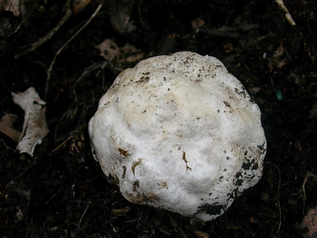 1963 Aprile vecchio ritrovamento